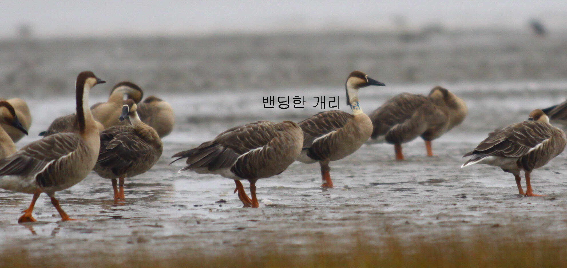 금강하구를 찾은 겨울진객 